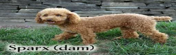 Toy Poodle dogs for sale: Max - Ad 12