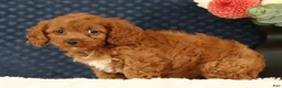 Cavapoo dogs for sale: Fay - Ad 3