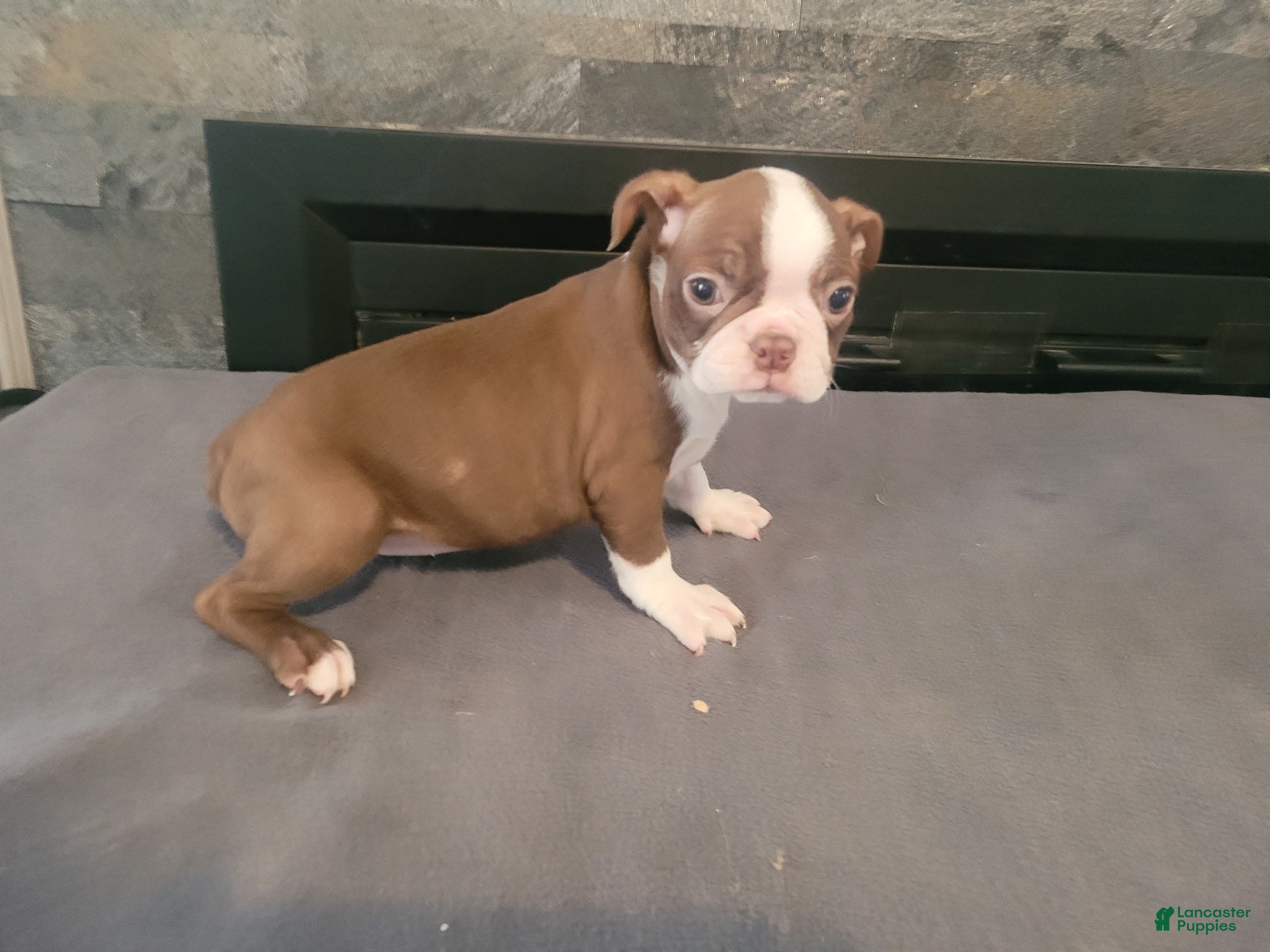 Boston Terrier dogs for sale: Lady.AKC  - Ad 22