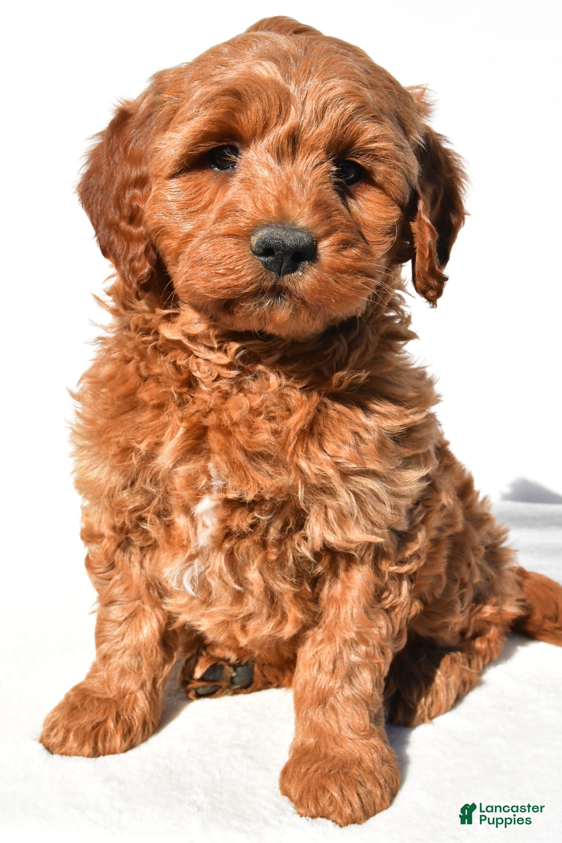 Mini Goldendoodle dogs Braxton - Ad 2