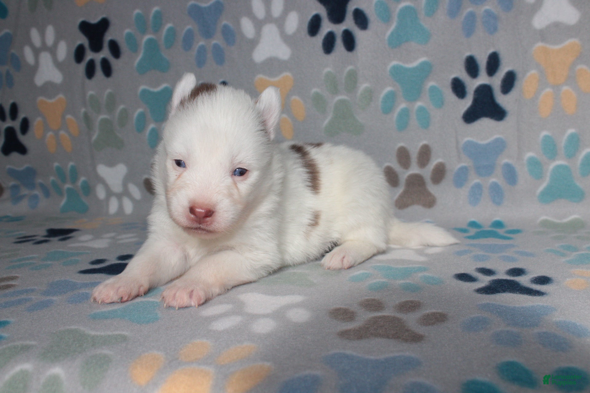 Pomsky dogs Rusty - Ad 4