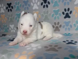 Pomsky dogs Rusty - Ad 4