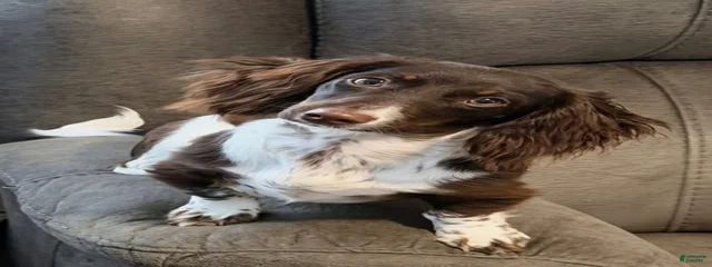 Monroe’s Hillcrest Painted Poise ("Shelby") 