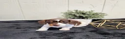 Dachshund dogs for sale: Aspen - Ad 6