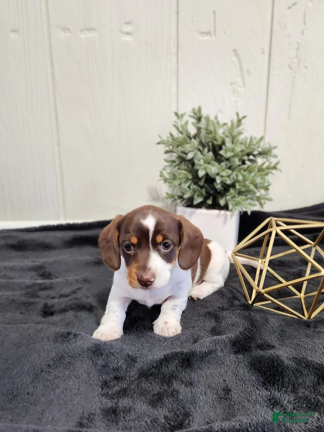 Dachshund dogs for sale: Aspen - Ad 6