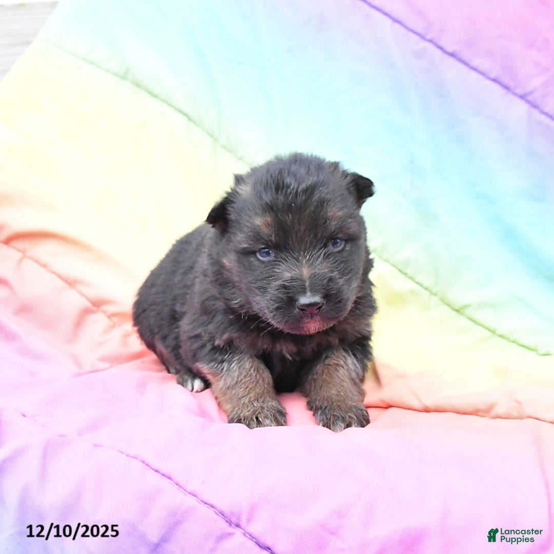 German Shepherd dogs for sale: Lexi  - Ad 1