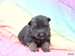 German Shepherd dogs Lexi - Ad 13