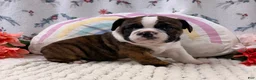 English Bulldog dogs for sale: Leo - Ad 5