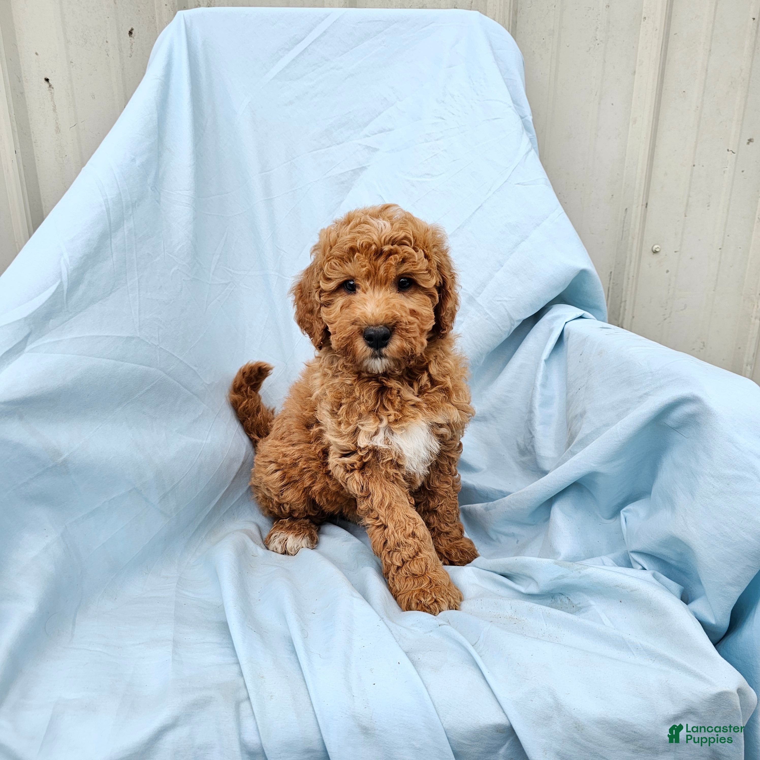 Mini Goldendoodle dogs Rose - Ad 2