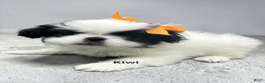 Kiwi