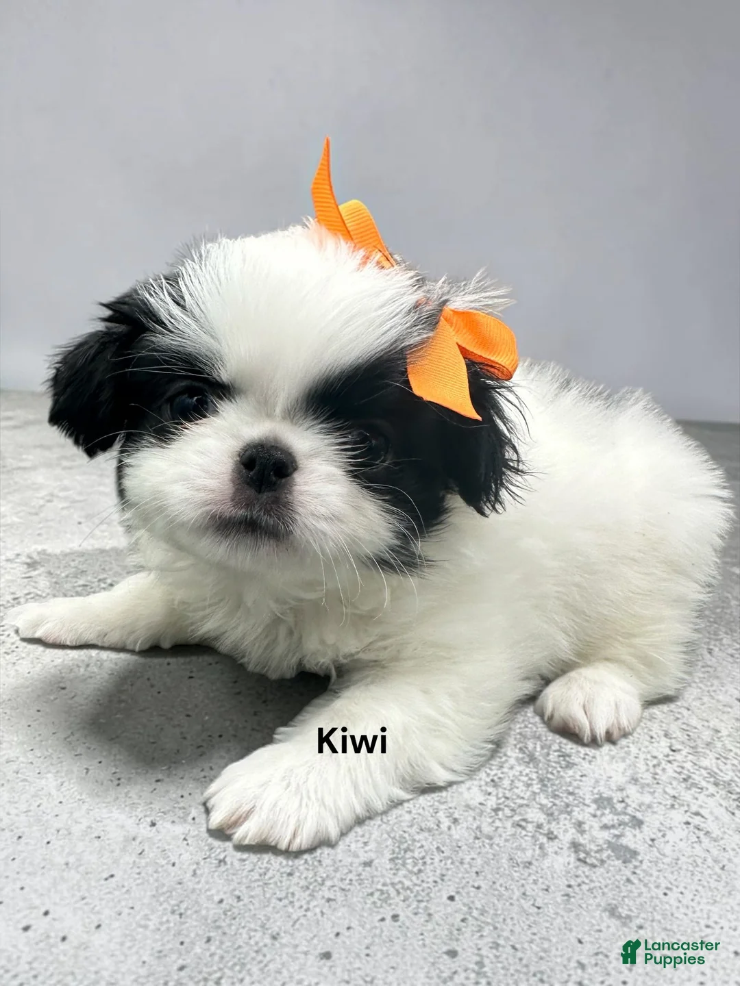Japanese Chin dogs for sale: Kiwi - Ad 1
