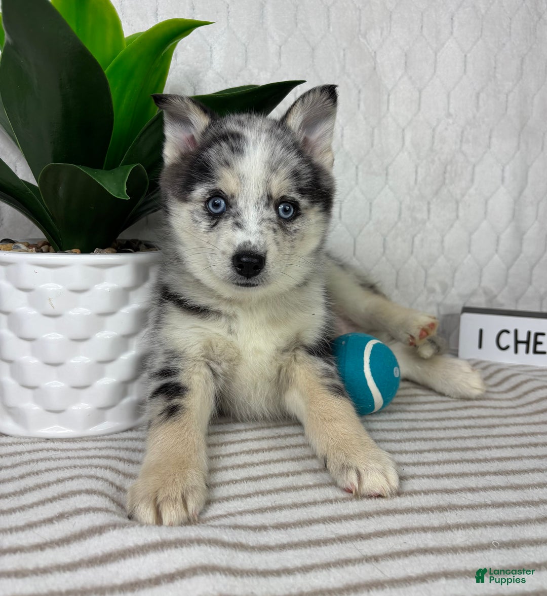 Pomsky dogs for sale: Patch - Ad 2