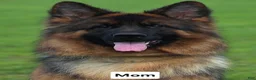German Shepherd dogs for sale: German Shepherd 2 - Ad 3