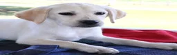 Labrador Retriever dogs for sale: Ashley - Ad 3