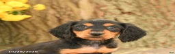 Miniature Dachshund dogs for sale: Diamond - Ad 4