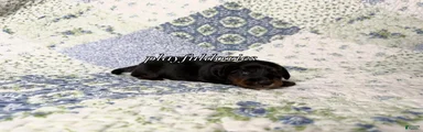 AKC Black & Tan Brindle Long Haired Male Dachshund Male ALL Clear