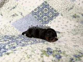 Dachshund dogs AKC Black & Tan Brindle Long Haired Male Dachshund Male ALL Clear - Ad 2