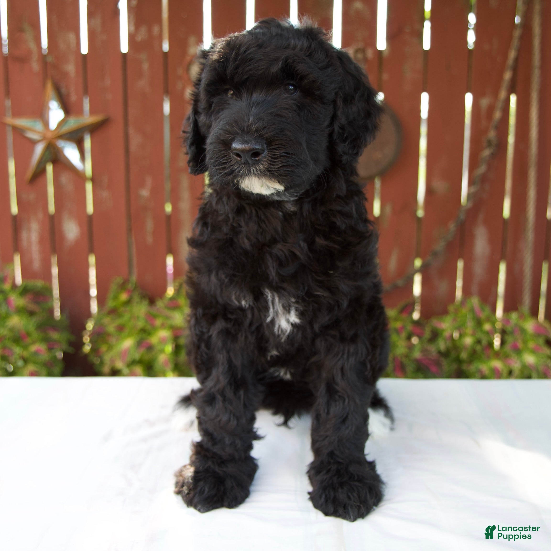 Giant Schnoodle dogs Matthias - Ad 1