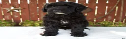 Giant Schnoodle dogs for sale: Matthias - Ad 1