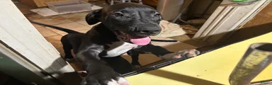 Mixed Breed 1