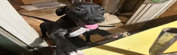 Mixed Breed dogs for sale: Mixed Breed 1 - Ad 1