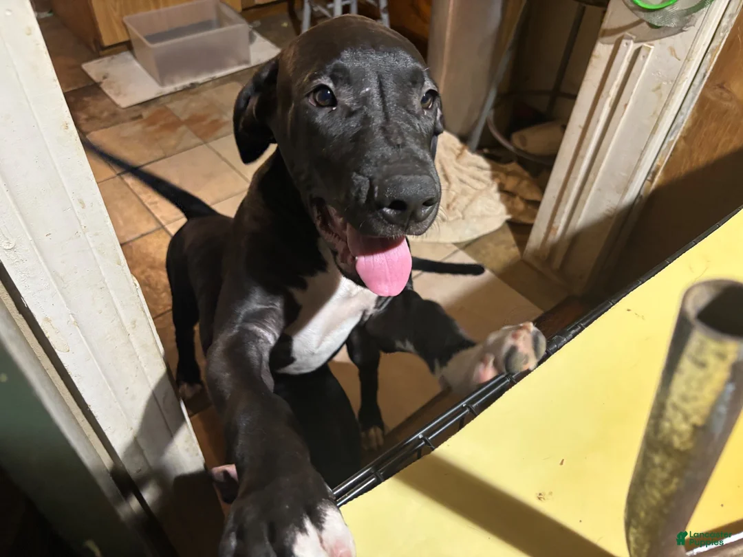 Mixed Breed dogs for sale: Mixed Breed 1 - Ad 1