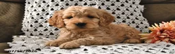 Goldendoodle dogs for sale: Snickers - Ad 8
