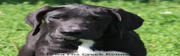 Great Dane dogs for sale: Mitzi - Ad 1