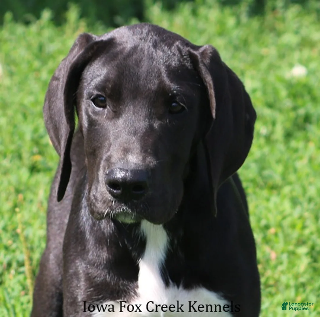 Great Dane dogs for sale: Mitzi - Ad 1