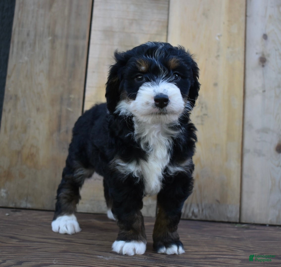 Mini Bernedoodle dogs Lula - Ad 33