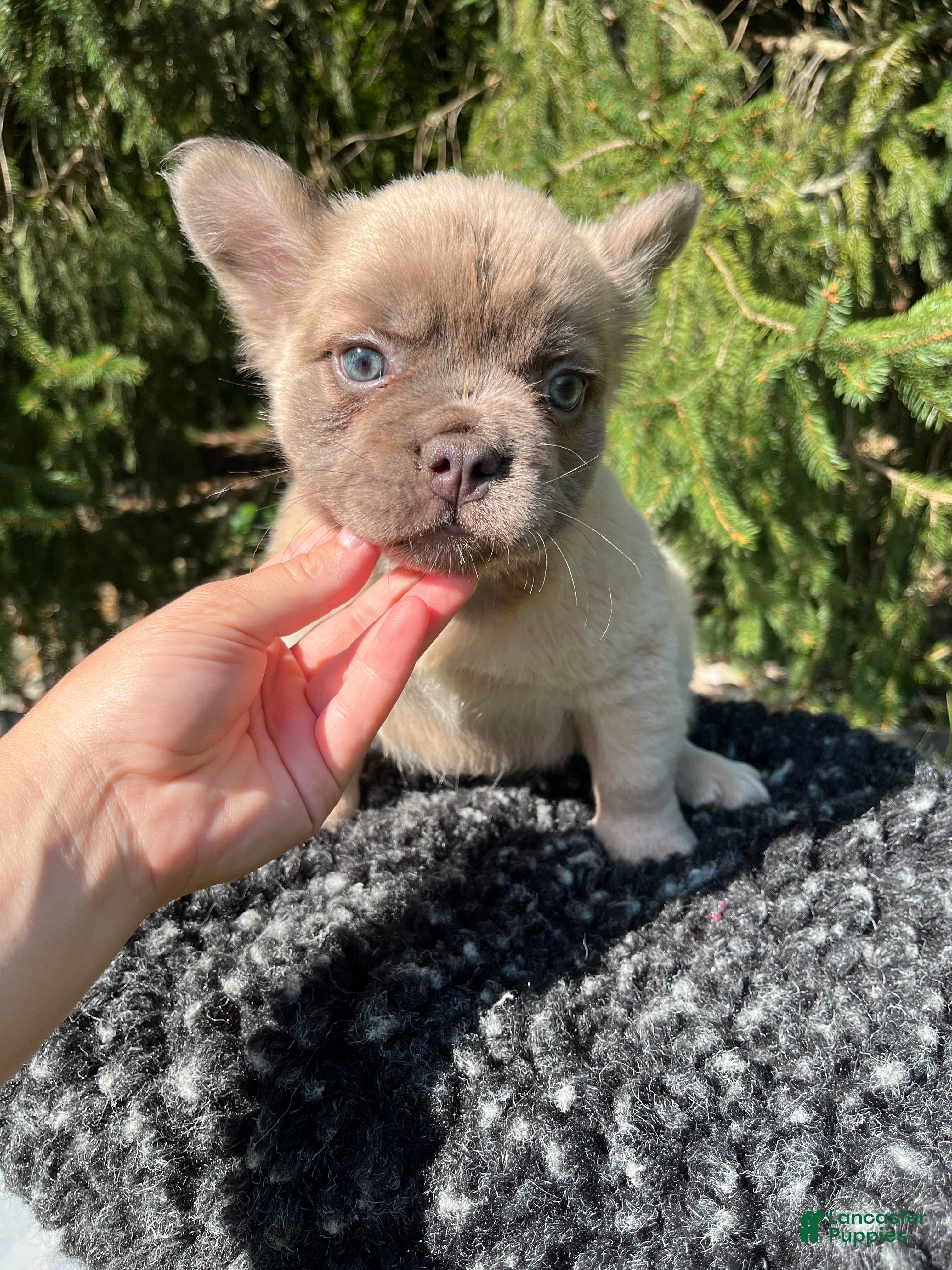 French Bulldog dogs Milo - Ad 2