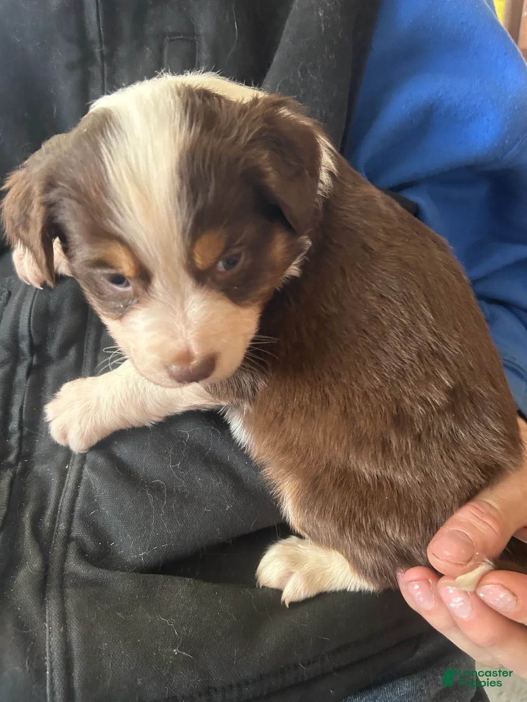 Australian Shepherd dogs for sale: Win Chester - Ad 5