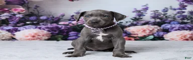 Chloe