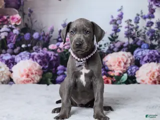 Great Dane dogs Chloe - Ad 1