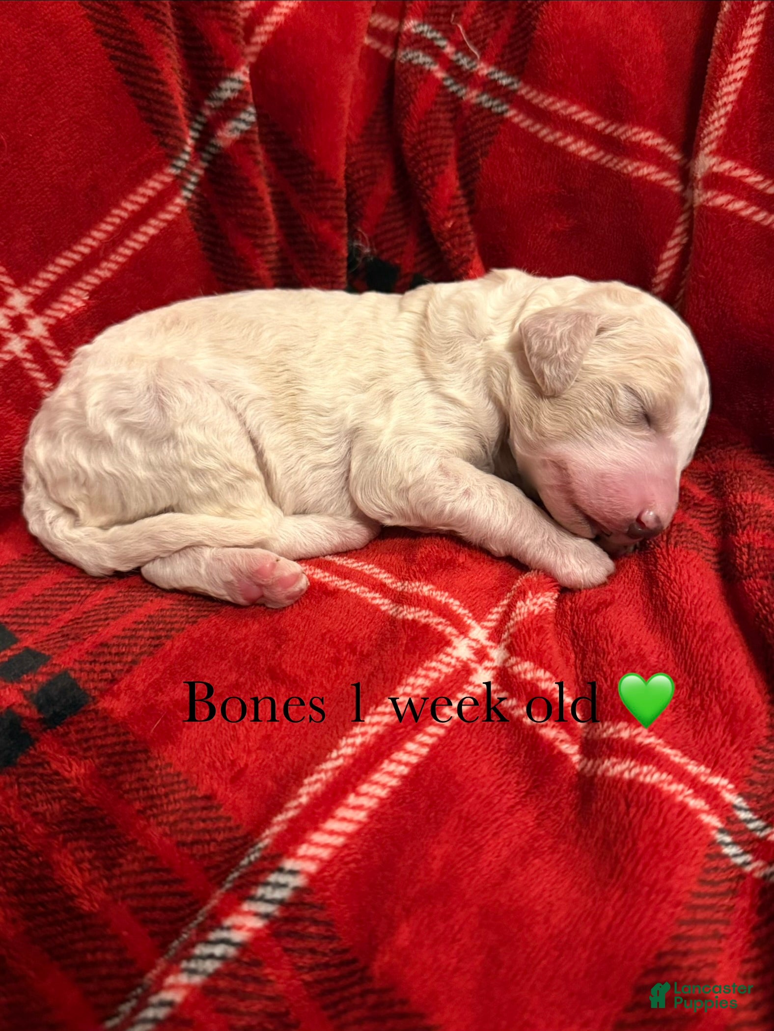 Double Doodle dogs BONES 🦴 - Ad 17