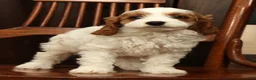 Cavapoo dogs for sale: Fetch - Ad 4