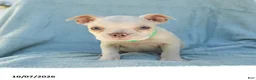 Boston Terrier dogs for sale: Tarzan - Ad 5