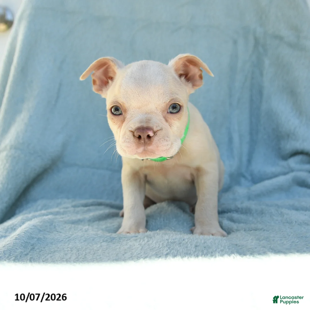 Boston Terrier dogs for sale: Tarzan - Ad 5