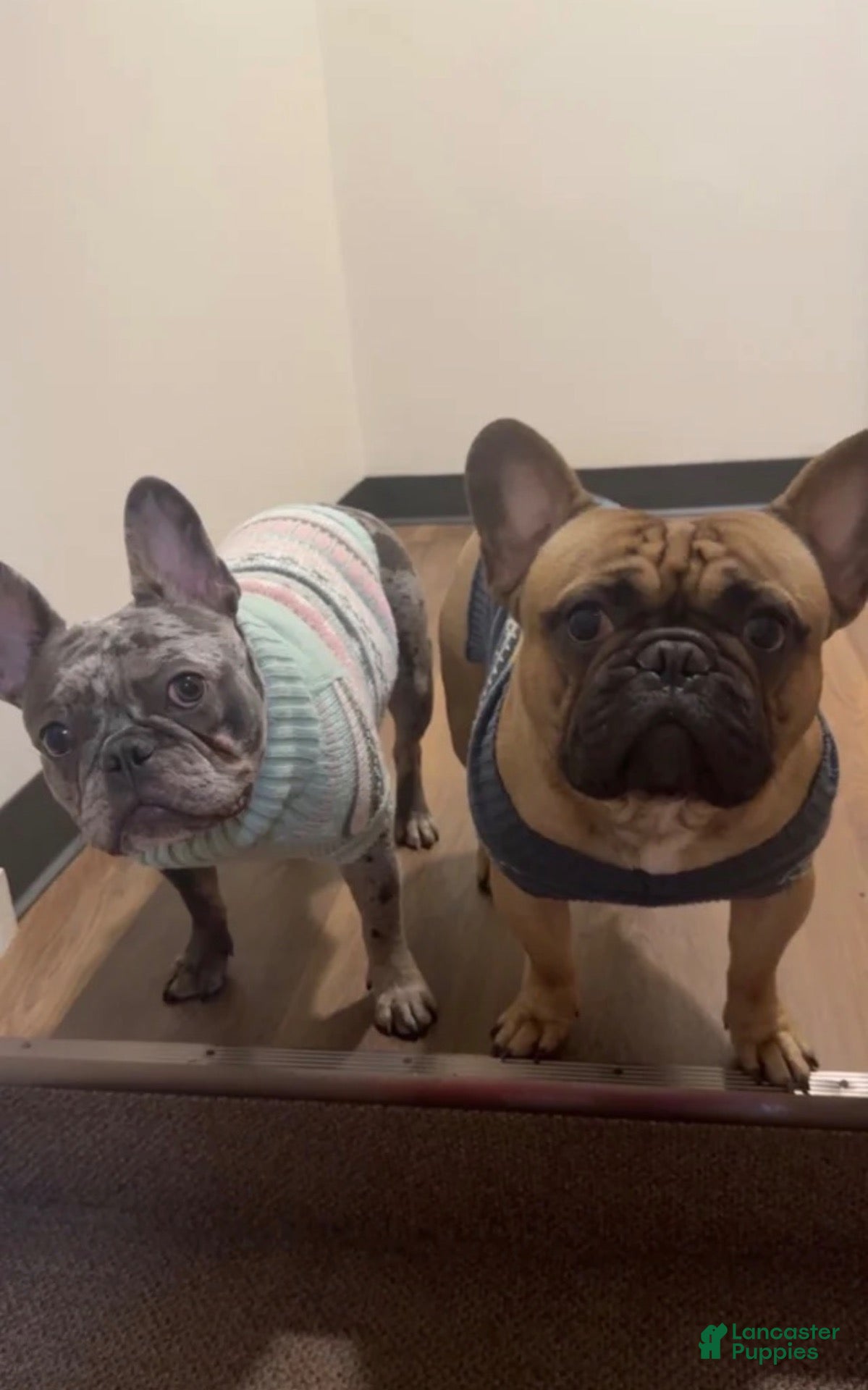 French Bulldog dogs French Bulldog 2 - Ad 2