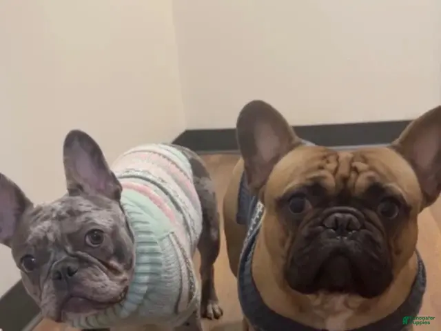 French Bulldog dogs for sale: French Bulldog 2 - Ad 2
