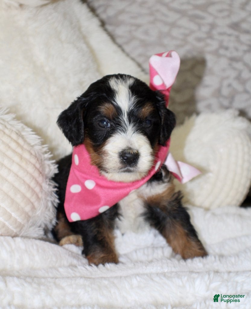Mini Bernedoodle dogs Brair - Ad 1