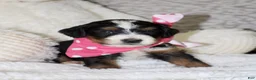 Mini Bernedoodle dogs for sale: Brair - Ad 1