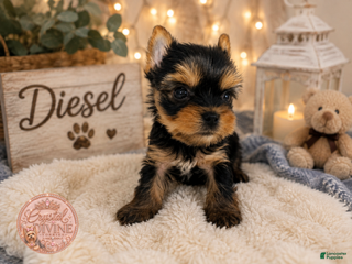 Yorkshire Terrier dogs Diesel - Ad 1