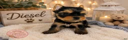 Yorkshire Terrier dogs for sale: Diesel - Ad 1