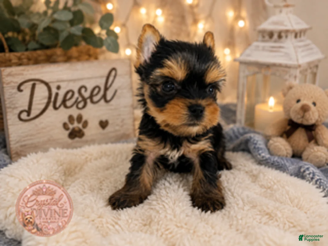 Yorkshire Terrier dogs for sale: Diesel - Ad 1