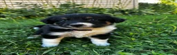 Australian Shepherd dogs for sale: Rosie - Ad 10