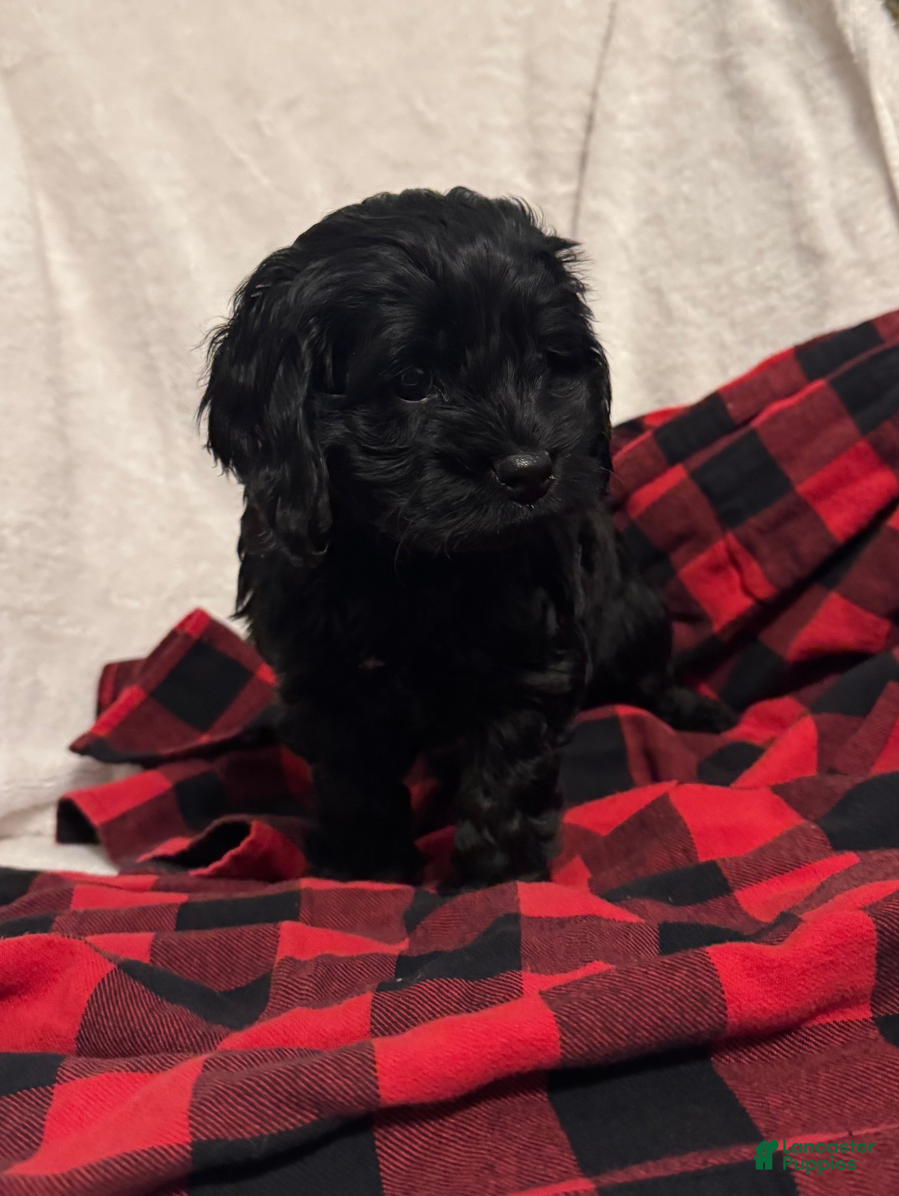 Cockapoo dogs Pixie  - Ad 39