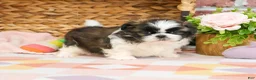 Shih Tzu dogs for sale: Aspen  - Ad 3