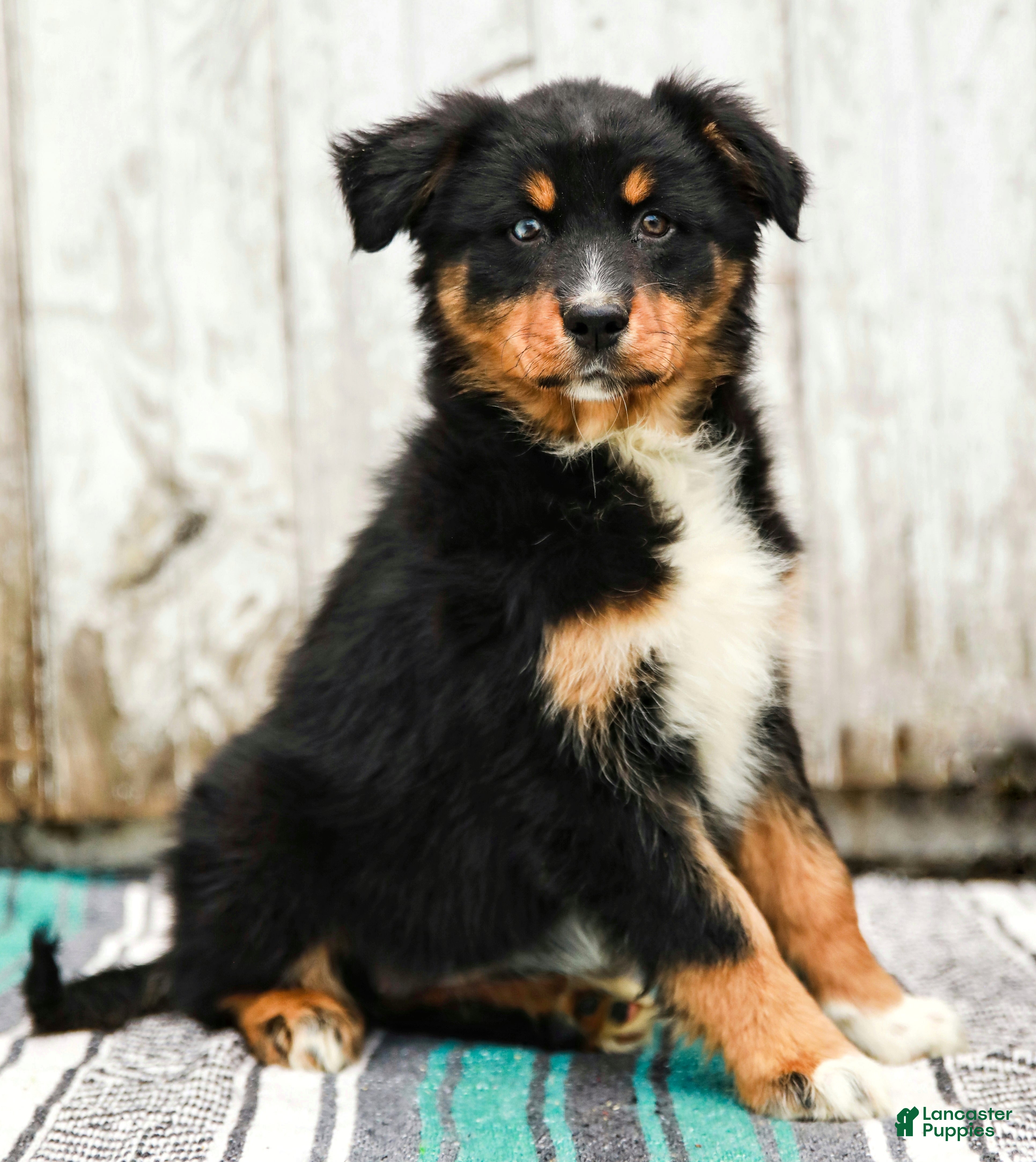 Australian Shepherd dogs Joy - Ad 1