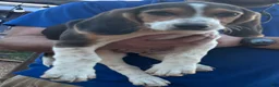 Beagle dogs for sale: Beagle Puppy 1 - Ad 3